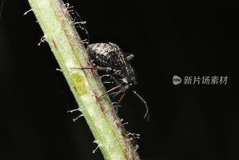 黑草虫若虫(Irbisia sp.植物虫)